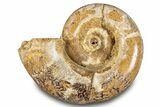 Jurassic Ammonite (Hemilytoceras) Fossil - Madagascar #283363-1